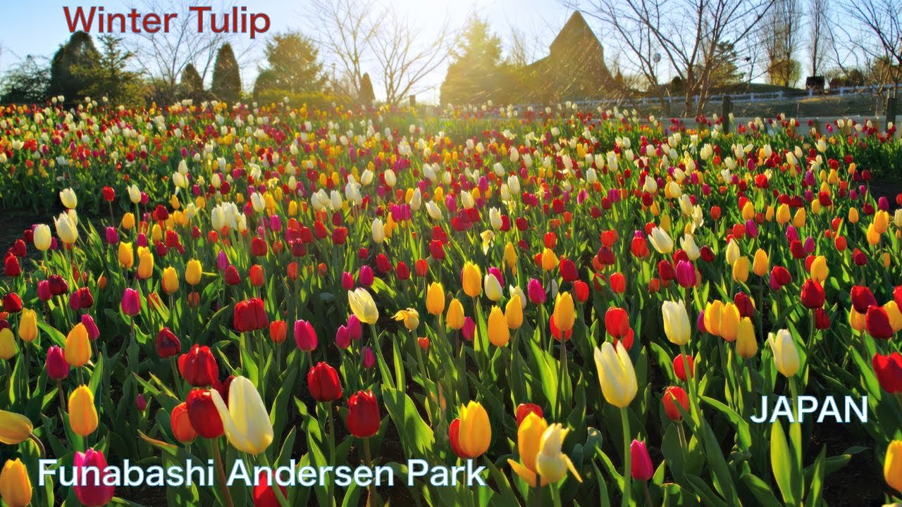 🌳 후나바시 안데르센 공원(후나바시 안데루센 코엔) 이미지 9